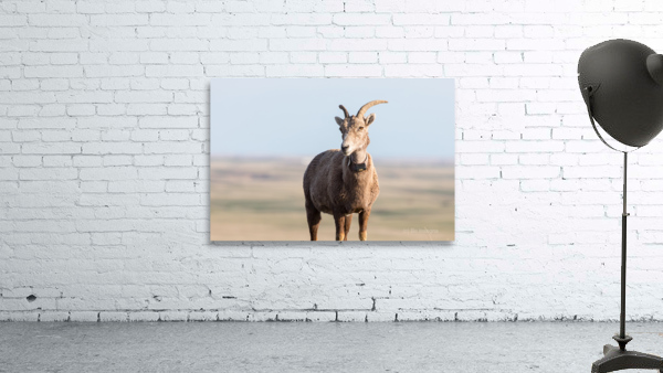 Badlands Bighorn A Glimpse of Audubons Majestic Sheep