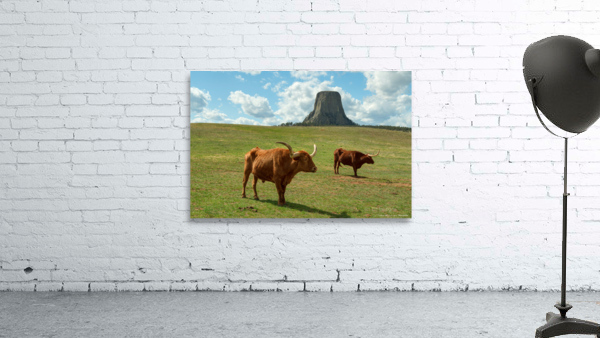 Longhorn Cattle and Devils Tower Wall Preview