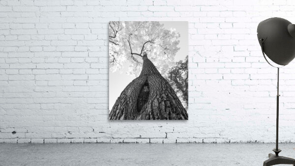 Monochrome Tree Art -  Majestic Trunk and Leaves in Fine Detail by Bo Insogna