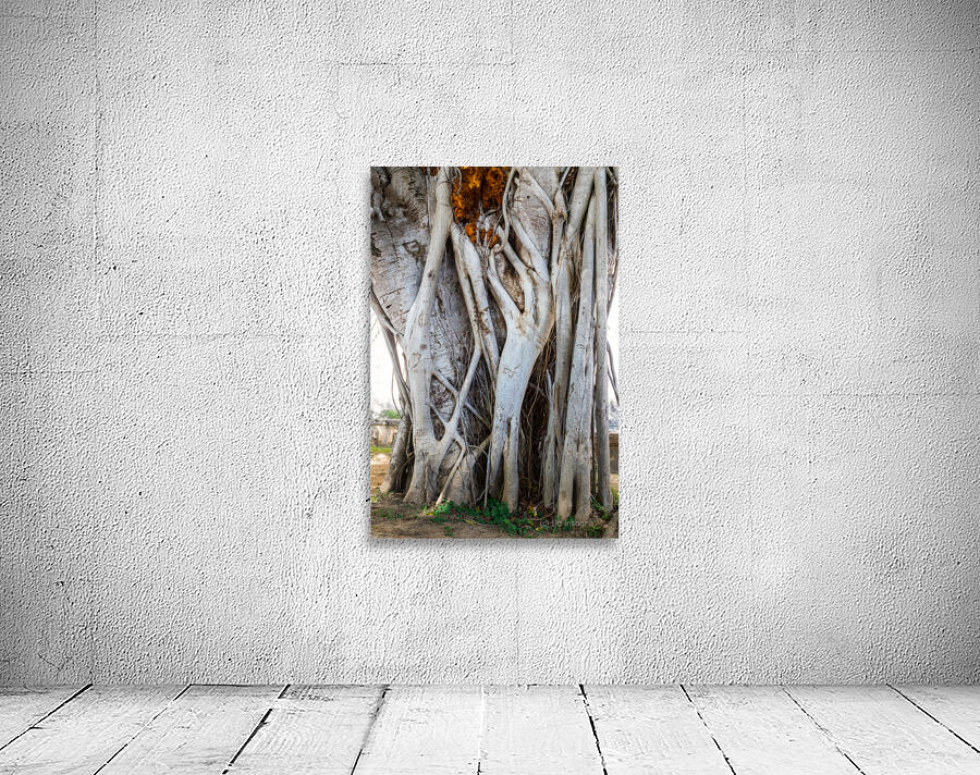 Magnificent and Colossal Intertwined Tree Wall Preview