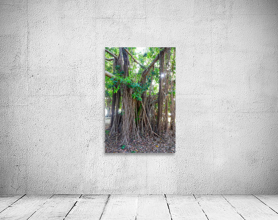 Majestic Magnificent Banyan Tree Portrait by Bo Insogna