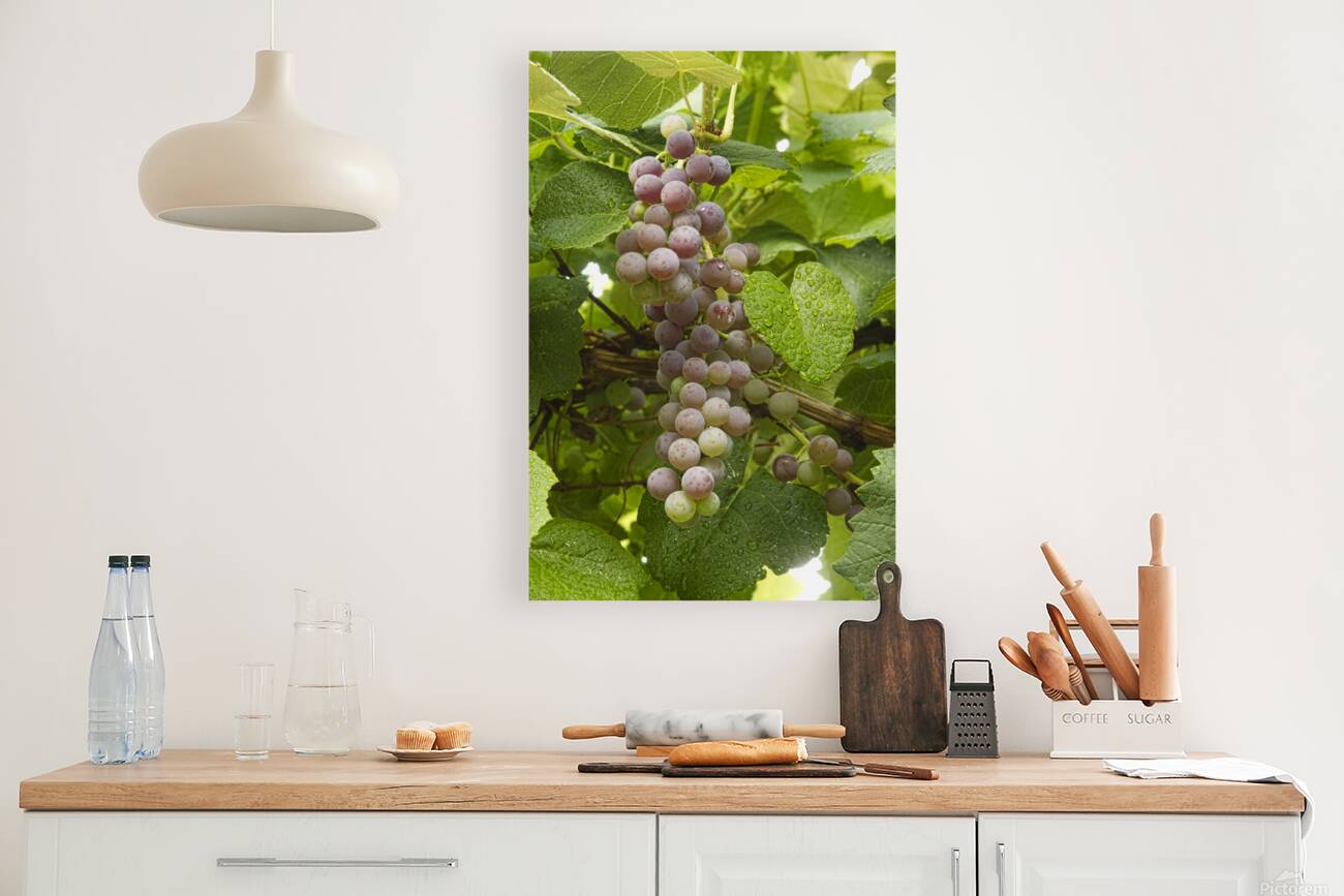Red Grapes on The Vine Reproduction