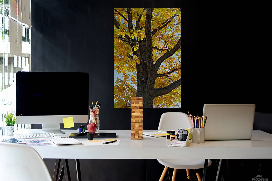 Golden Giggles   When Autumn Leaves Steal the Spotlight Reproduction