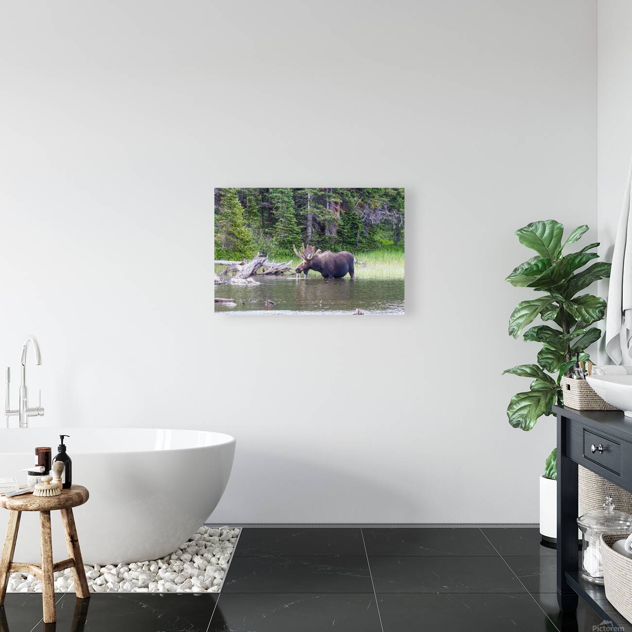 Water Feeding Moose Reproduction