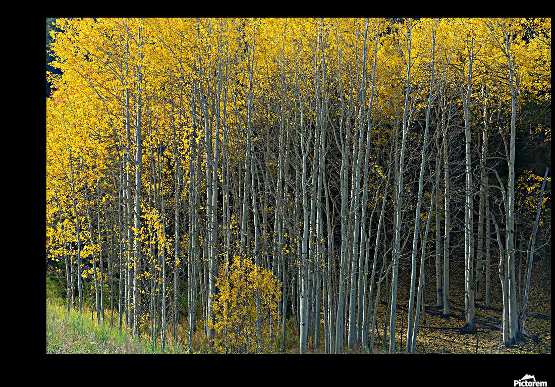 That  Morning Autumn Light Reproduction