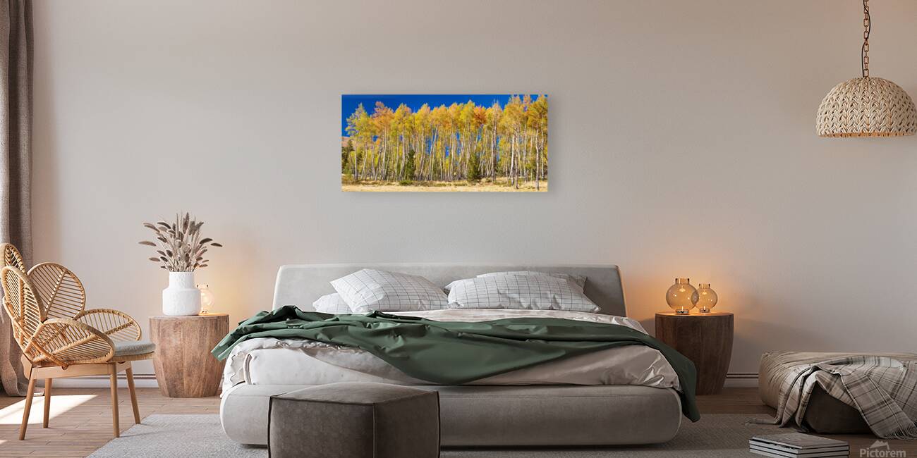 autumn aspen trees Panorama1 Reproduction