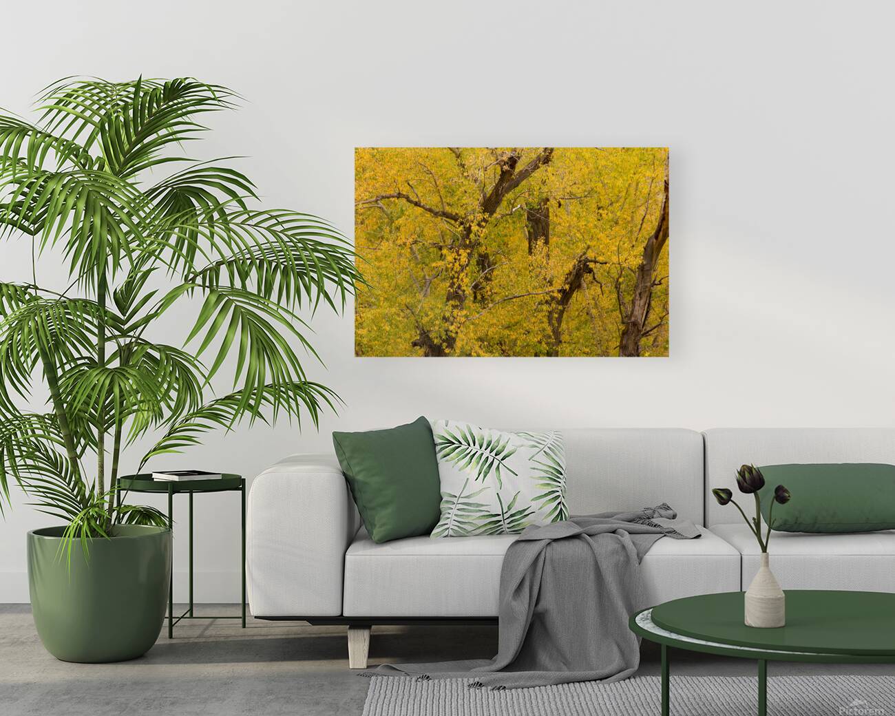 Cottonwood Tree Fall Foliage Reproduction