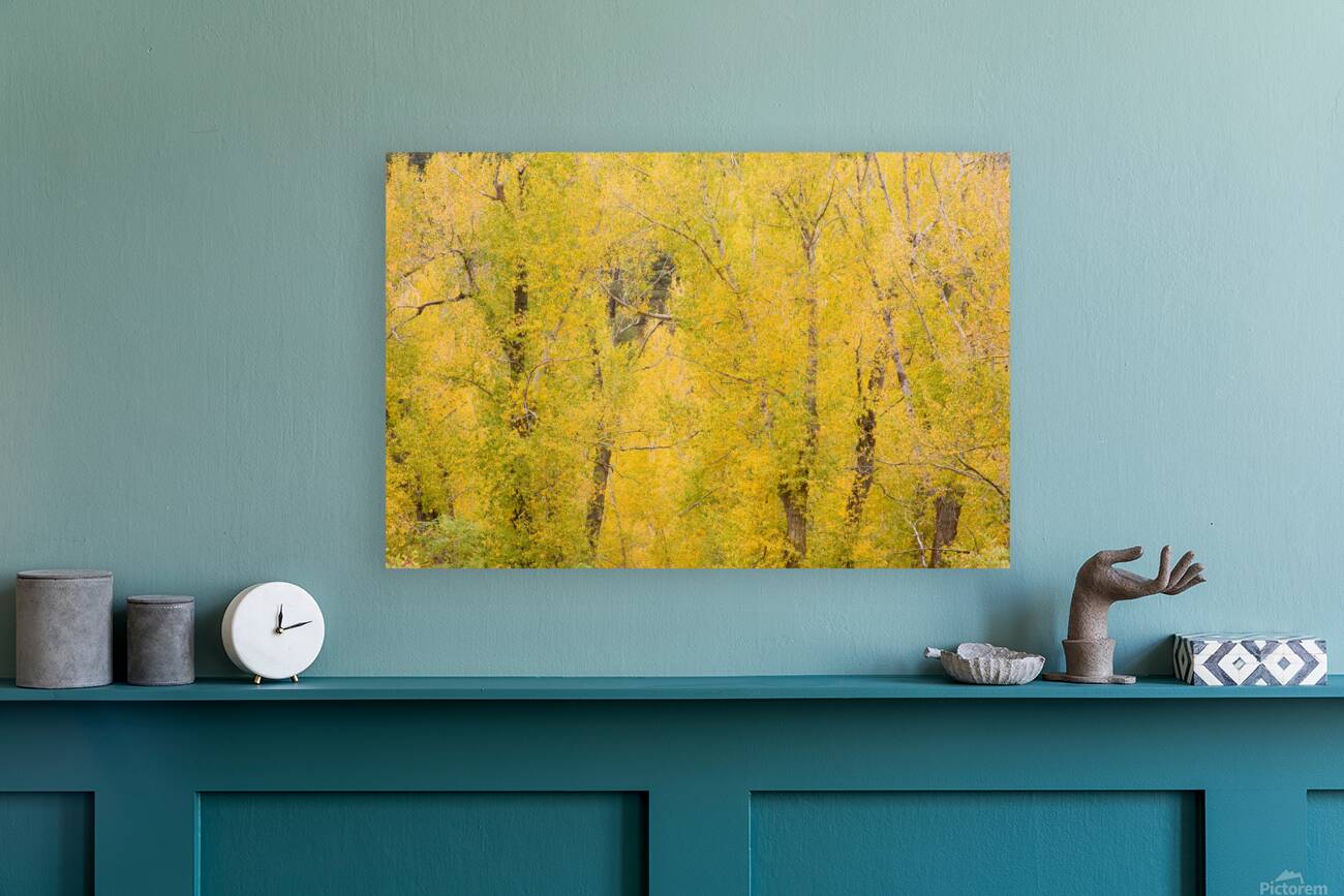 cottonwood autumn colors Reproduction