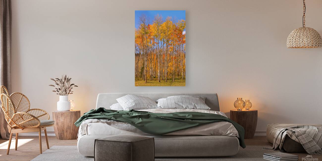 colorful colorado autumn  Reproduction