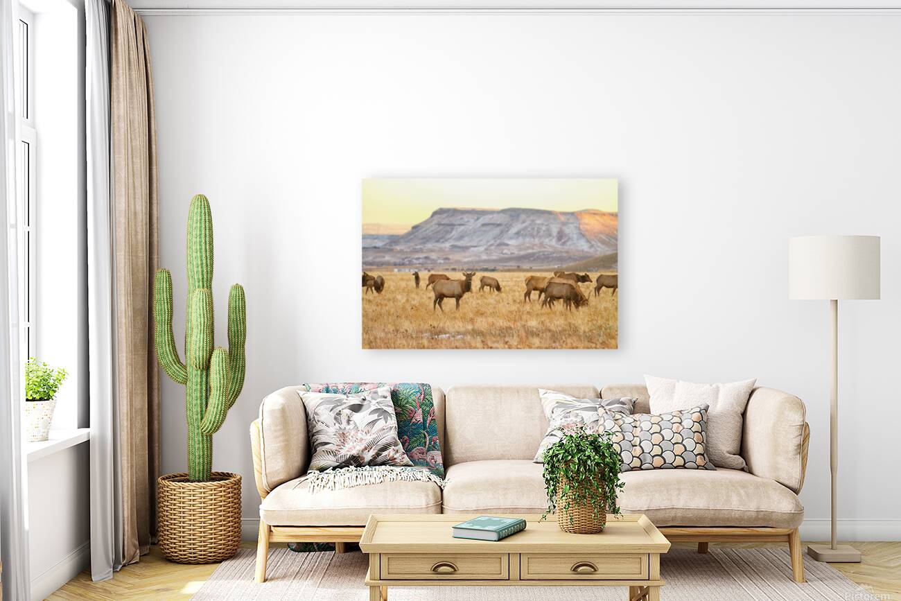 Elk Heard Grazing Rocky Mountain Foothills Reproduction