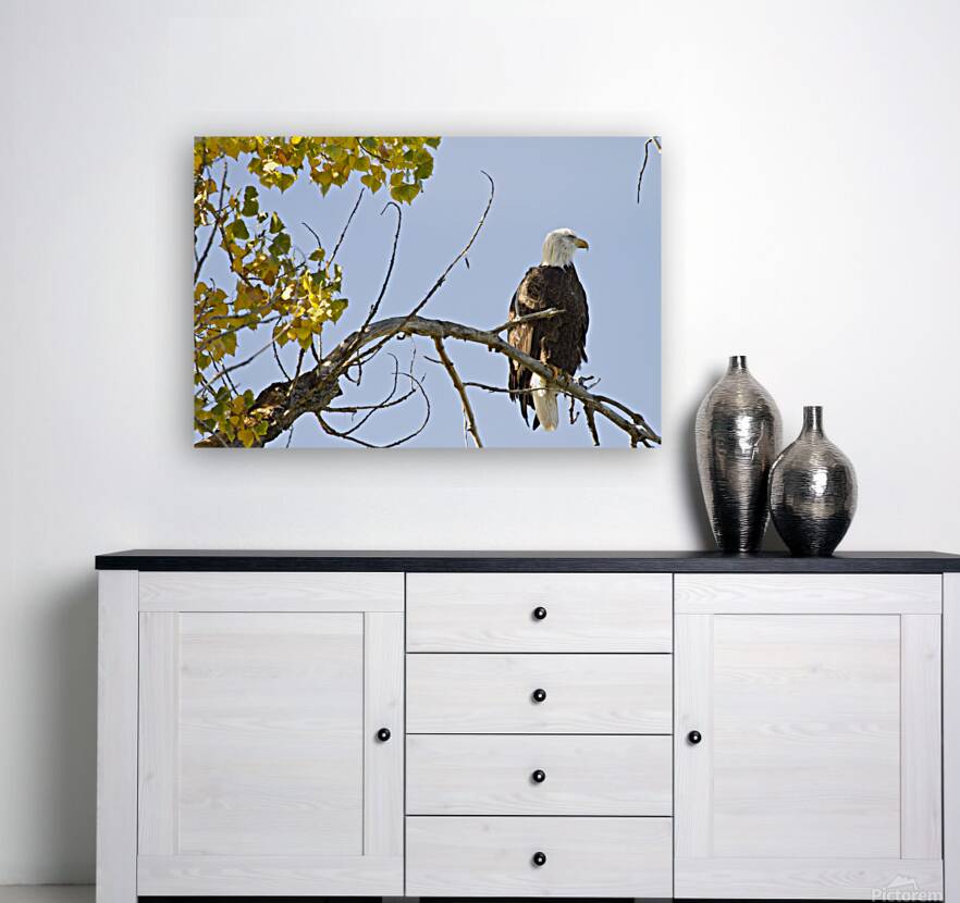 Eagle Watching Reproduction