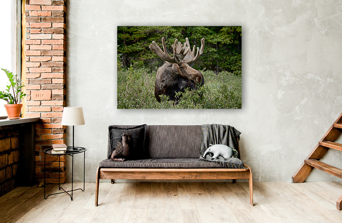 Moose Be Too Cool  Art