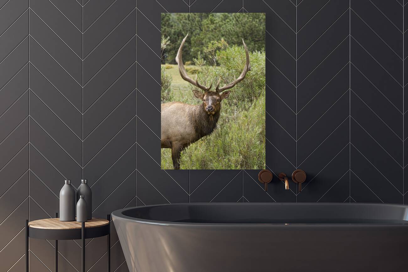 Bull Elk Eyes Reproduction