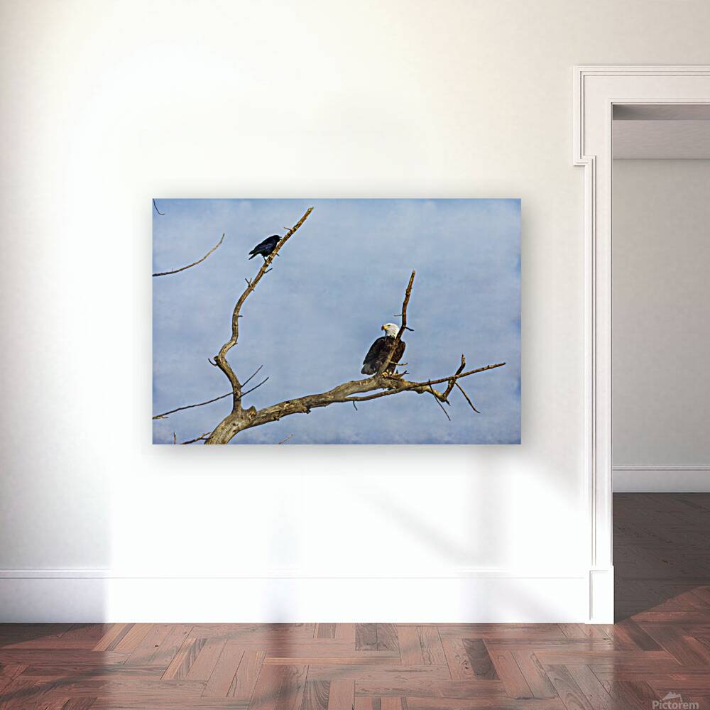 Bald Eagle Crow Reproduction