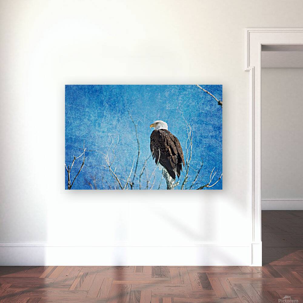 Bald Eagle Blues Reproduction