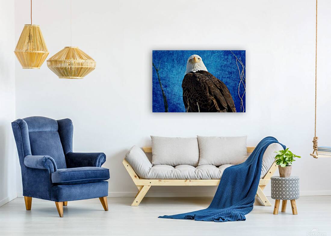 American Bald Eagle Blues Reproduction
