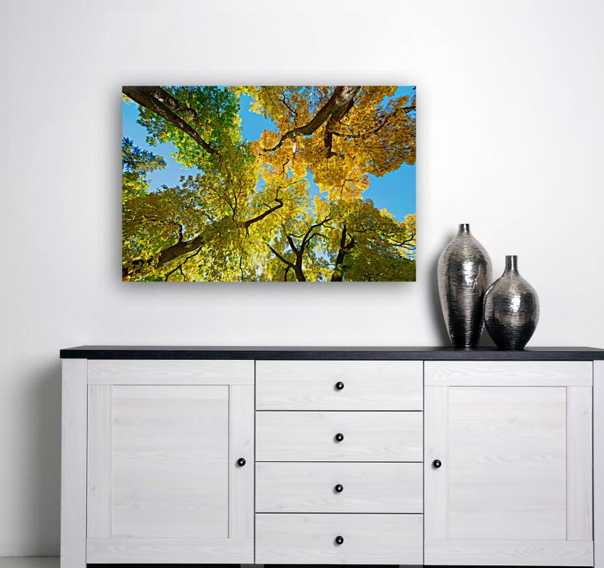Vibrant Autumn Landscape - Colorful Trees under Blue Sky  back frame mount