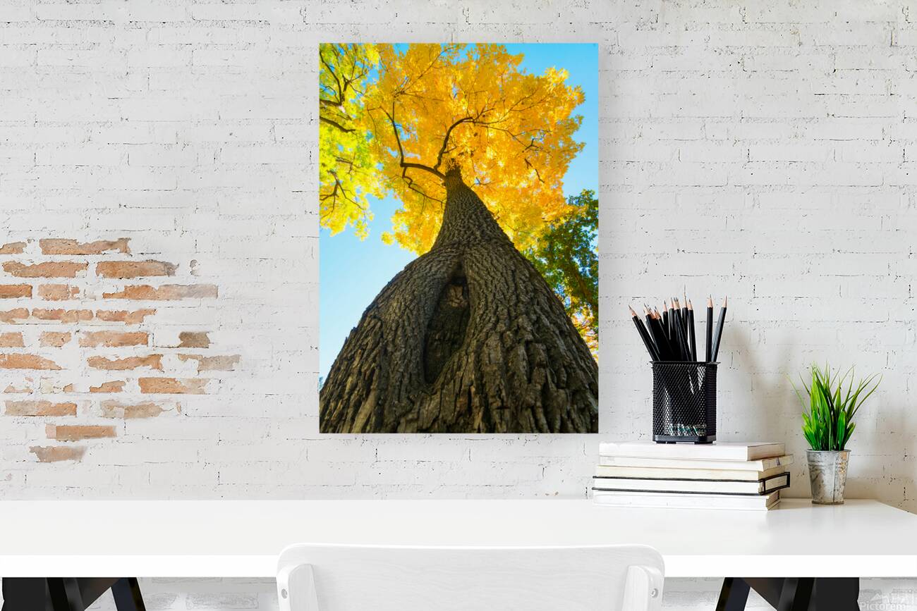 Golden Autumn Tree - Majestic Trunk and Leaves in Fall Splendor Reproduction