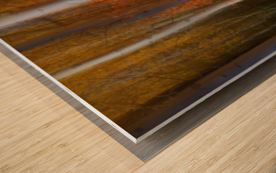 Forest Color Burst Modern Abstract Wood print