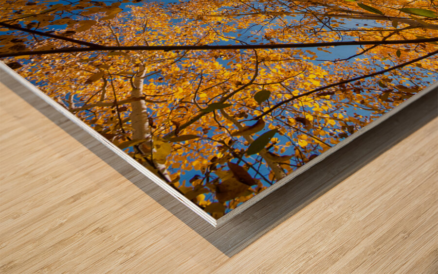 Blue Sky Autumn Bliss Wood print