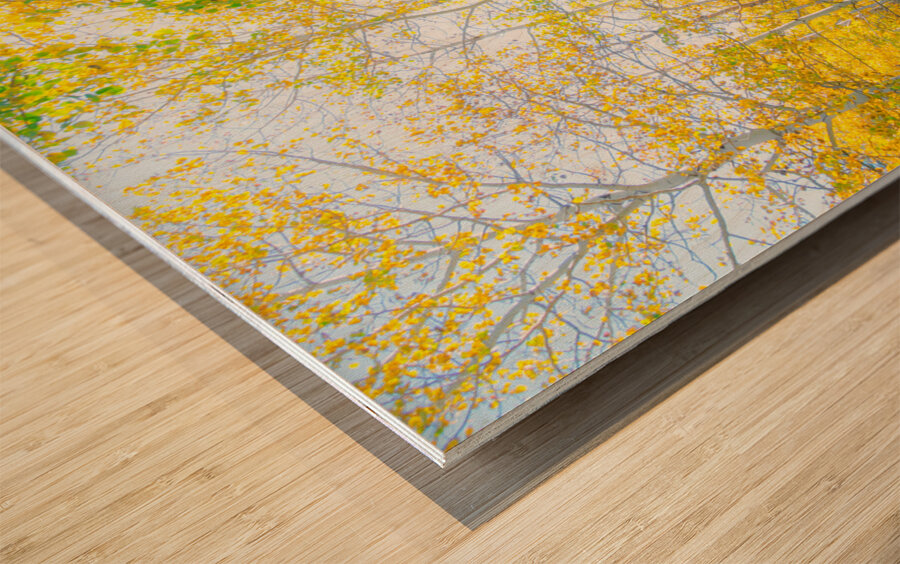 Golden Glimmer A Dance of Aspens in the Sun Wood print