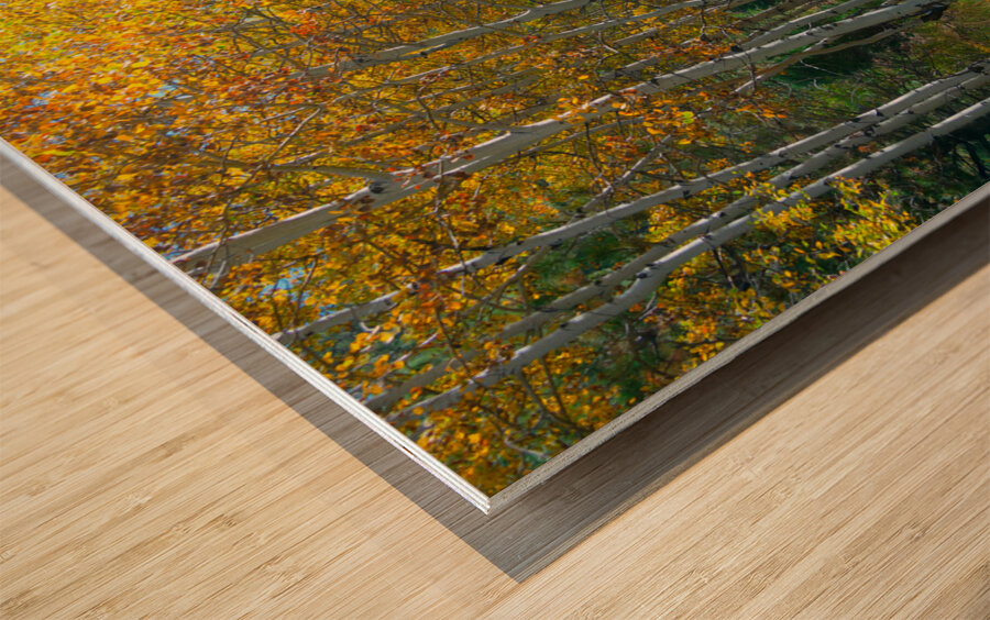 Golden Aspens & Green Dreams Natures Autumn Meadow Wood print