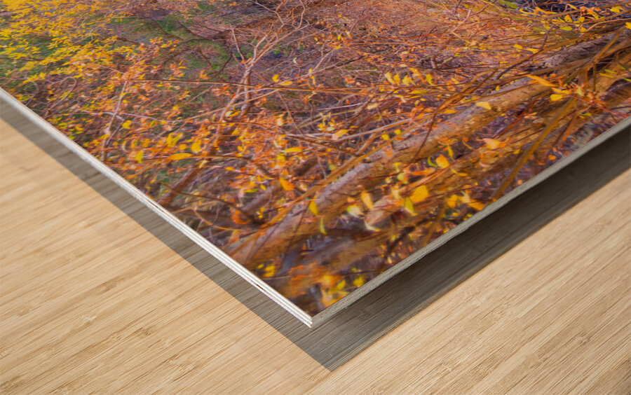Golden Autumn Creek – Serene Fall Foliage Nature Photography Wood print