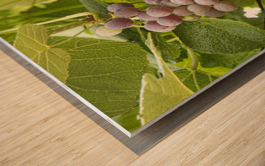 Red Grapes on The Vine Wood print