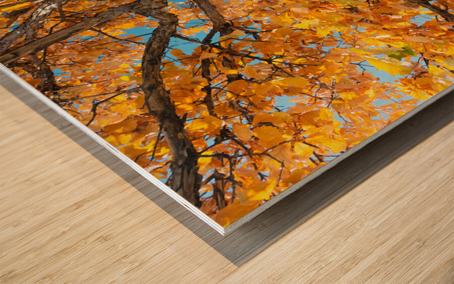 Golden Autumn Glow Under a Blue Sky Wood print