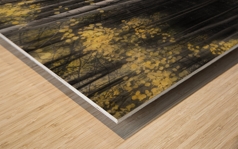Misty Aspen Grove Wood print