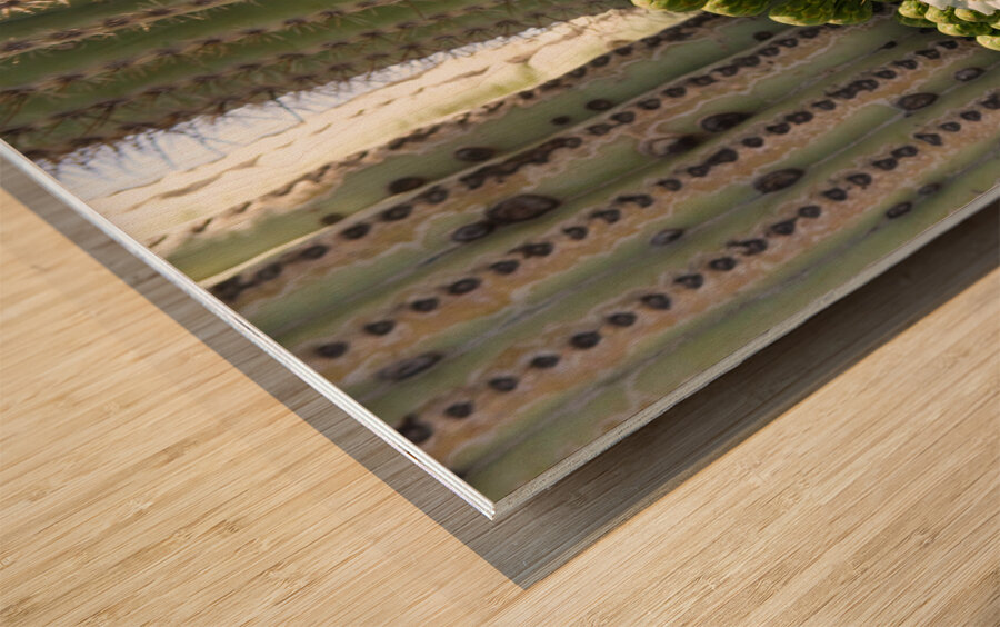 Saguaro Cactus Bloom Wood print