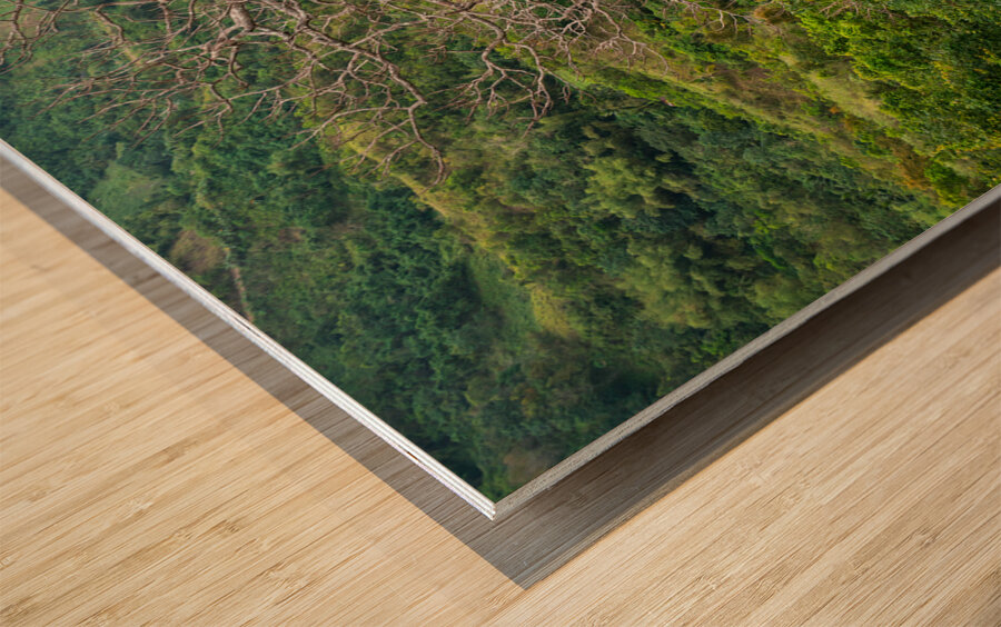  A Bare Tree Amidst Lush Hills Solitary Sentinel Wood print