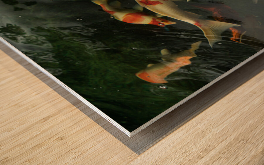 Koi Dance Twilight Wood print
