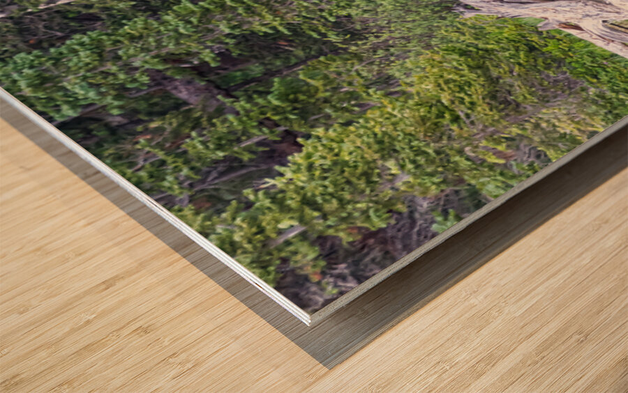 Water Feeding Moose Wood print