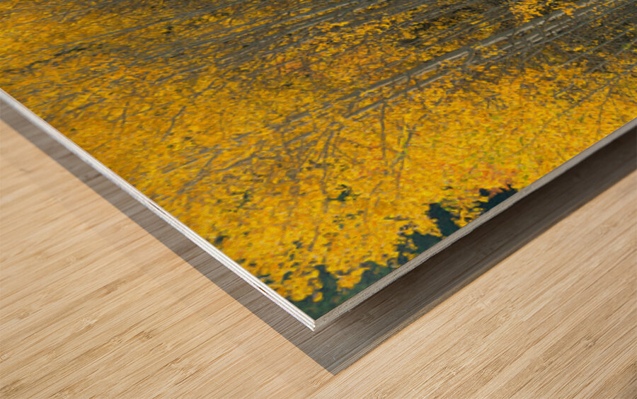 That  Morning Autumn Light Wood print