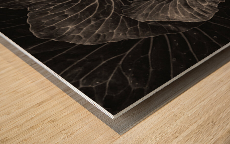 Whispers of the Garden A Monochromatic Cabbage Study Wood print