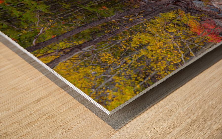 Tranquil Autumn Creek in a Rocky Mountain Forest Wood print