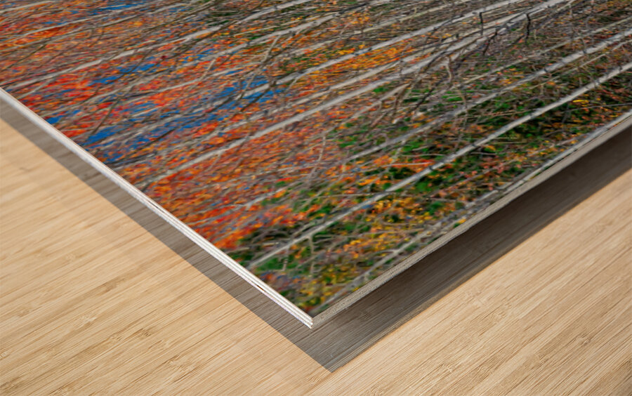 Aspen Grove Symphony Autumns Embrace Wood print