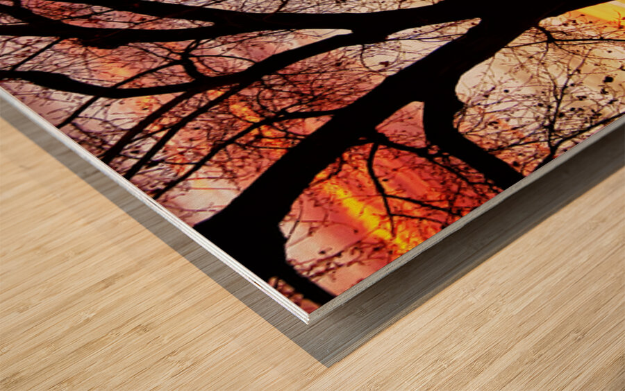 Colorado Sunset with Twin Peaks and Tree Silhouette Wood print