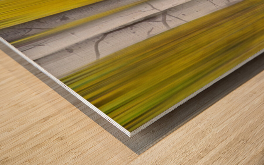 Golden Aspen Abstraction Fine Art Landscape Wood print
