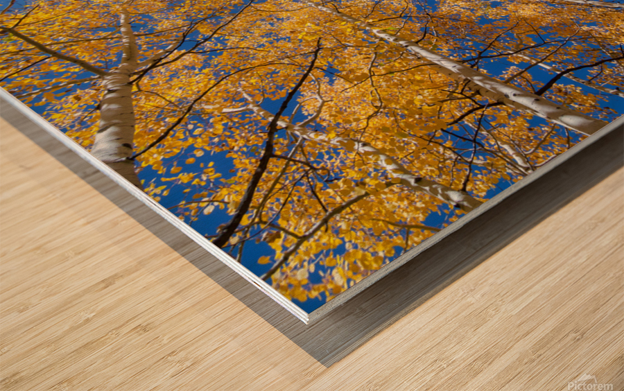 Aspen  Curve Wood print