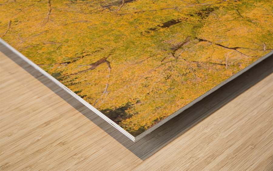 cottonwood autumn colors Wood print