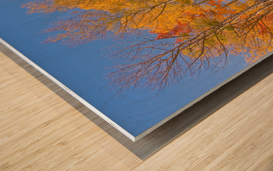 colorful colorado autumn  Wood print