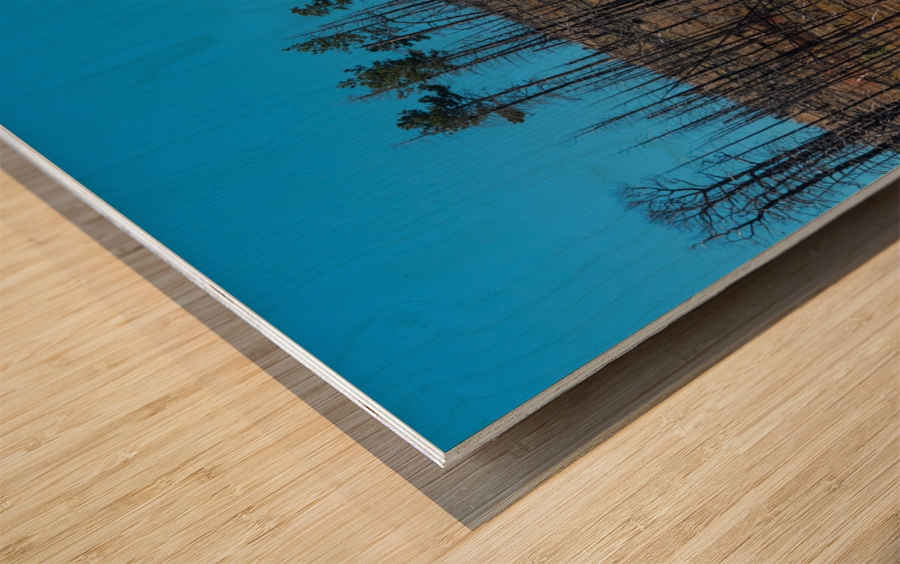 Forest Evolution Wood print