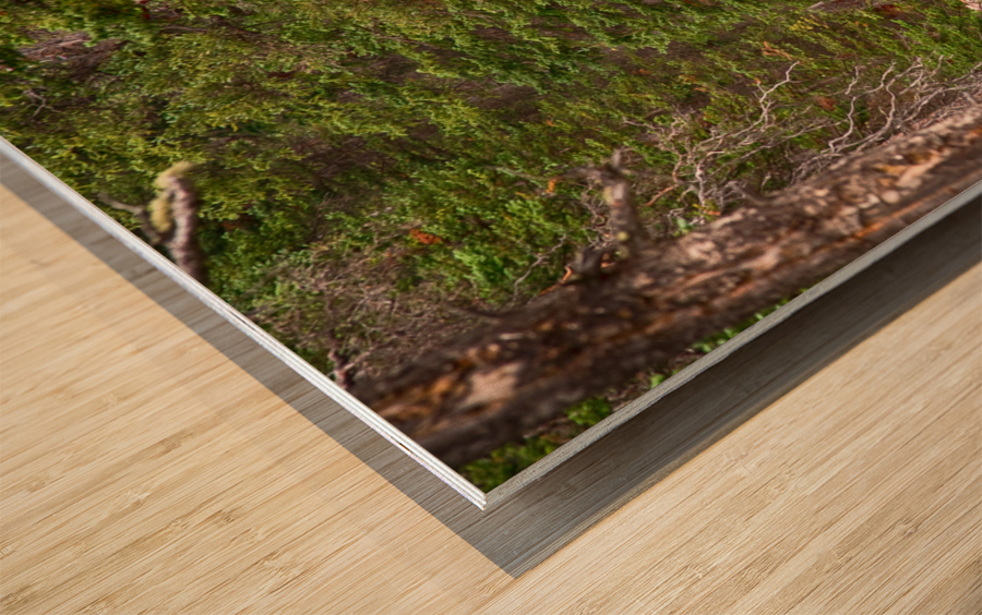 Mountain Stream Wood print