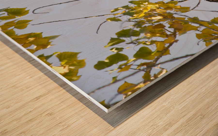 Eagle Wave Wood print