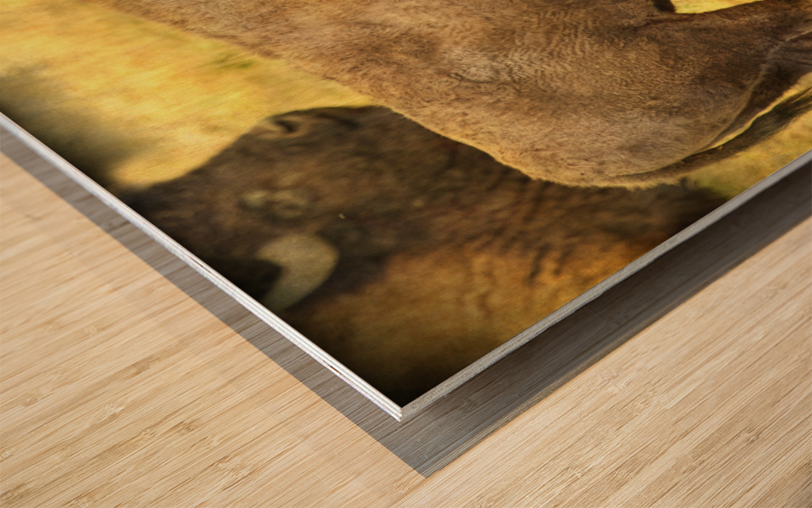 Bison Wood print