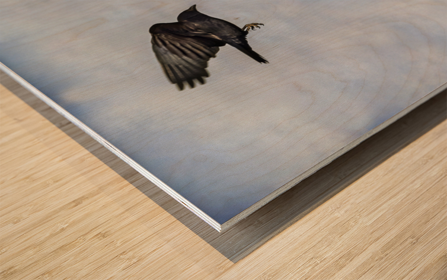 Crow Attacking Bald Eagle Wood print