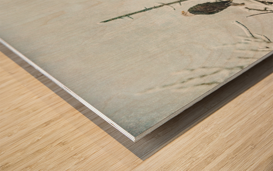 Bald Eagle Little Birdie Wood print