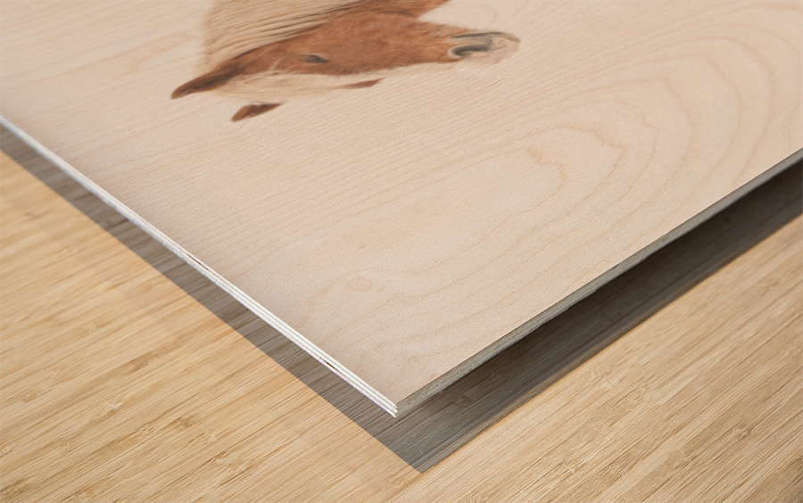 Smiling Palomino Snow Wood print